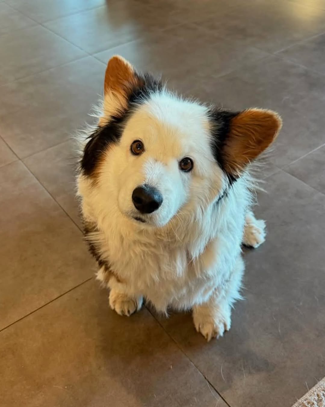 This is Panda. She’s a corgi with a pretty rare paint job. It’s a bold choice and we respect it. 13/10 (follow @panda.and.pepper)