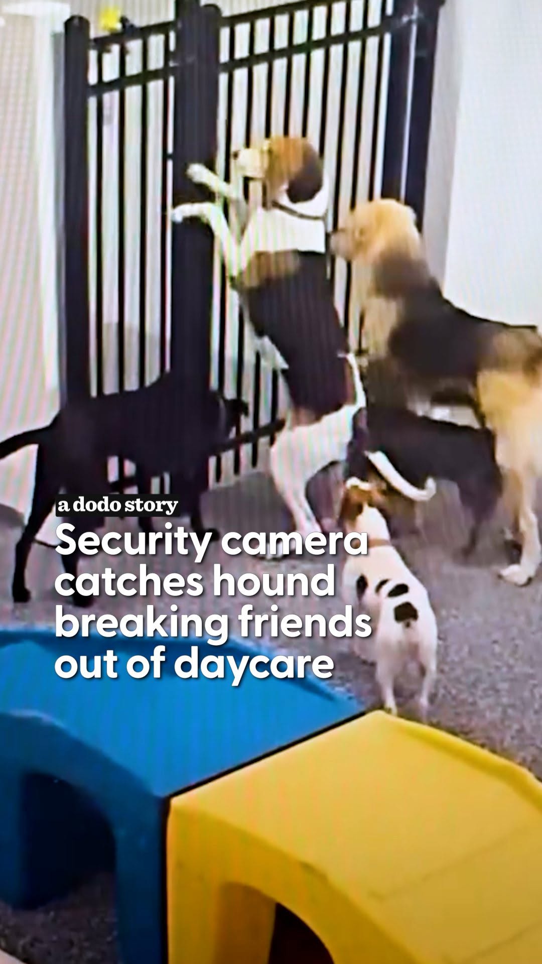 Every friend group needs one criminal mastermind 😂 Chloe Joy was already a “known offender” at @houndshideaway, but this time she took the 