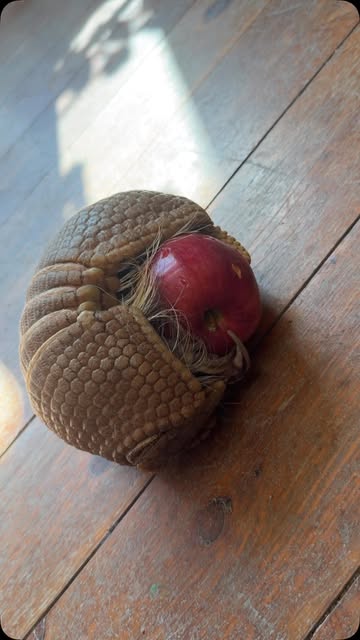 Rolling into Labor Day weekend like… Roswell, our Three-Banded armadillo, loves to roll around and play with any ball shaped object! Here he