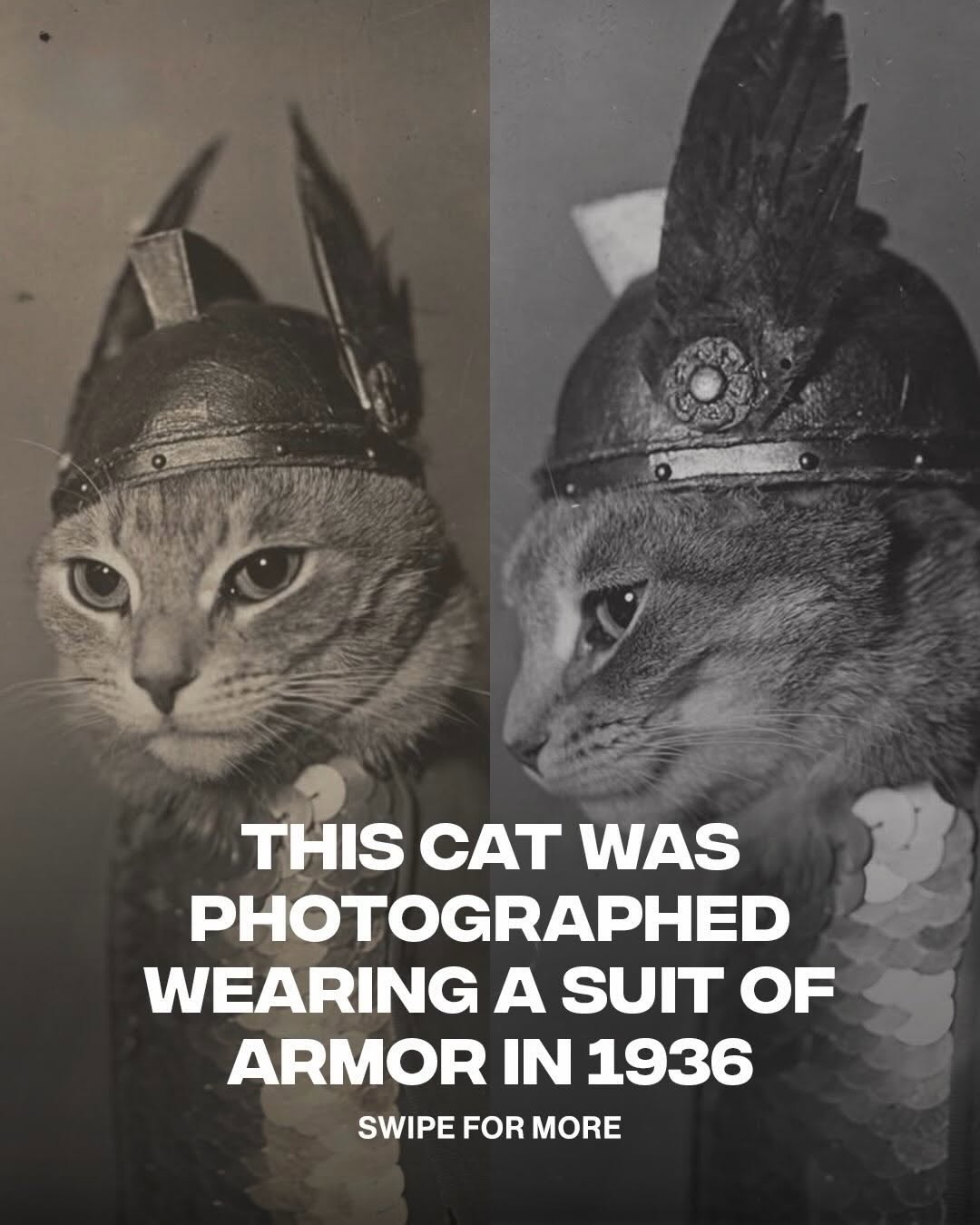 Felt the aura 10 scrolls away ⚔️ Back in 1936, a cat named Brünnhilde went viral before the internet existed after being photographed wearin