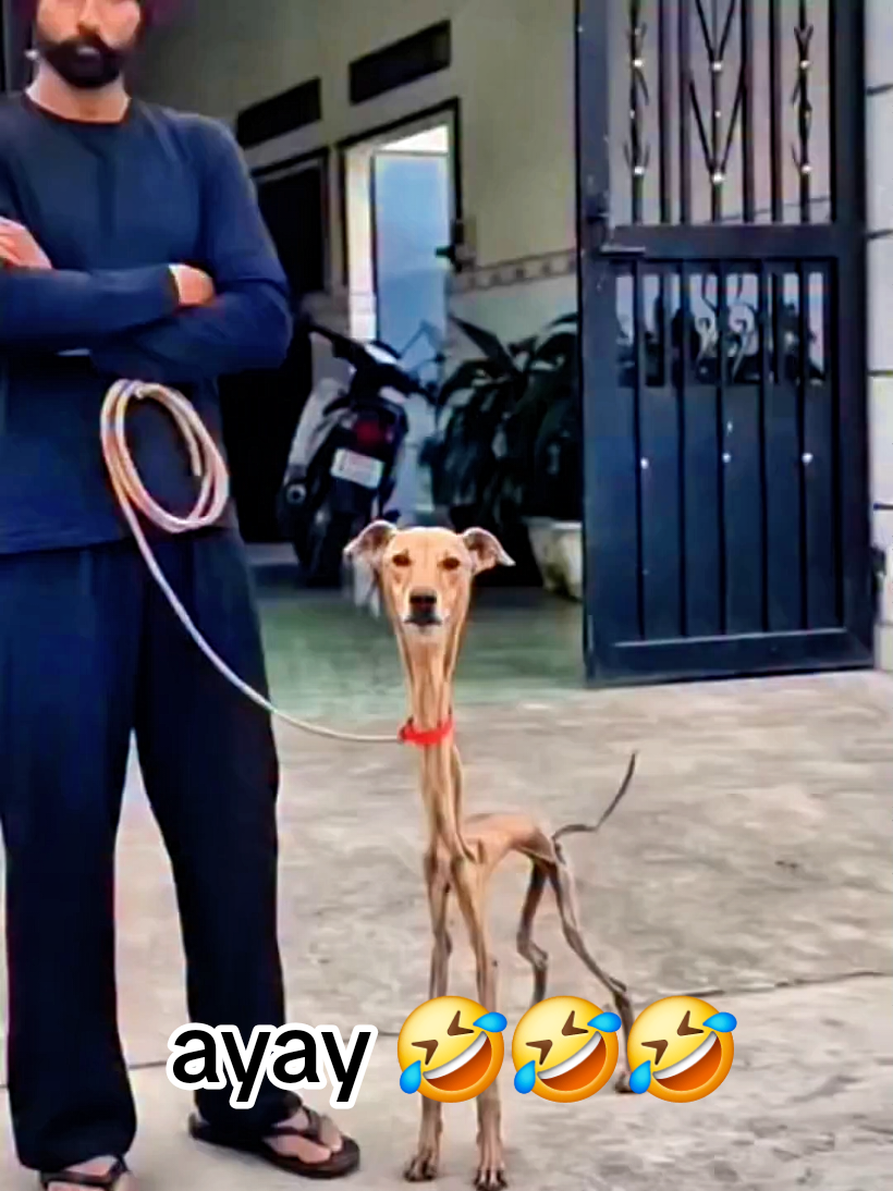 Best funny tiktok ideas to be watch !" #funny #funnytiktok #tiktok #viral #trending